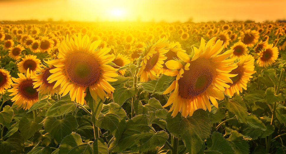 Sunny sunflowers image